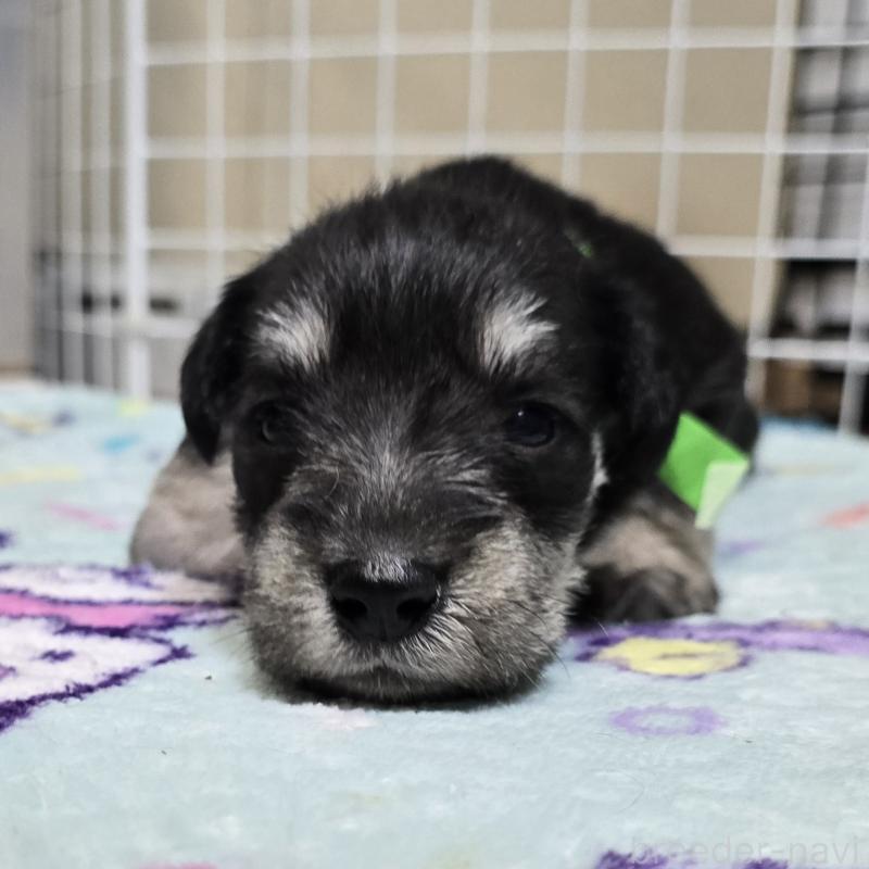 販売中の岡山県のミニチュアシュナウザー-436739の13枚目