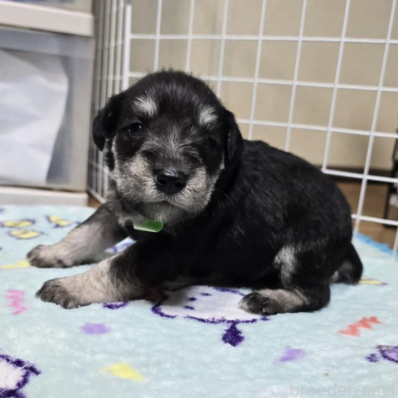 販売中の岡山県のミニチュアシュナウザー-436739の12枚目