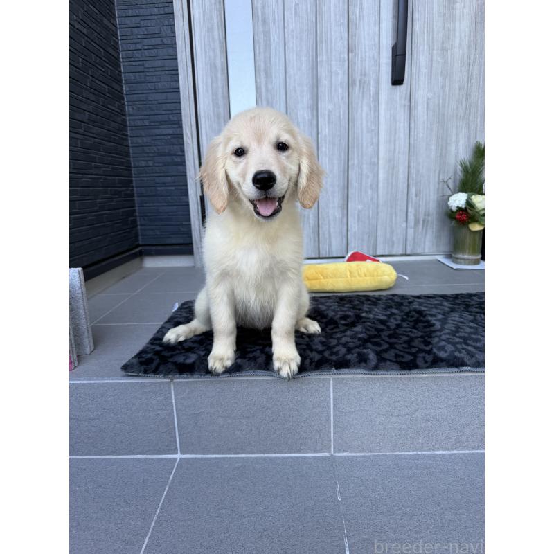 販売中の静岡県のゴールデンレトリーバー-430765