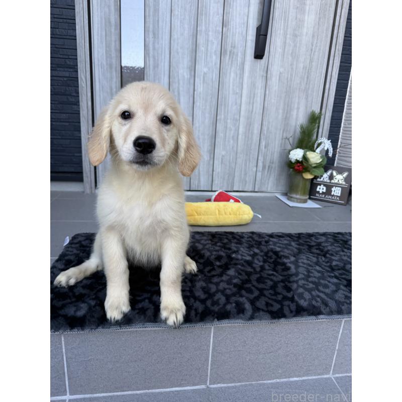 成約済の静岡県のゴールデンレトリーバー-430765の4枚目