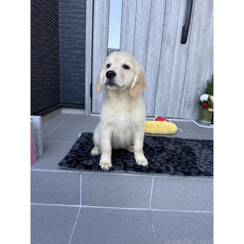 成約済の静岡県のゴールデンレトリーバー-430765の3枚目