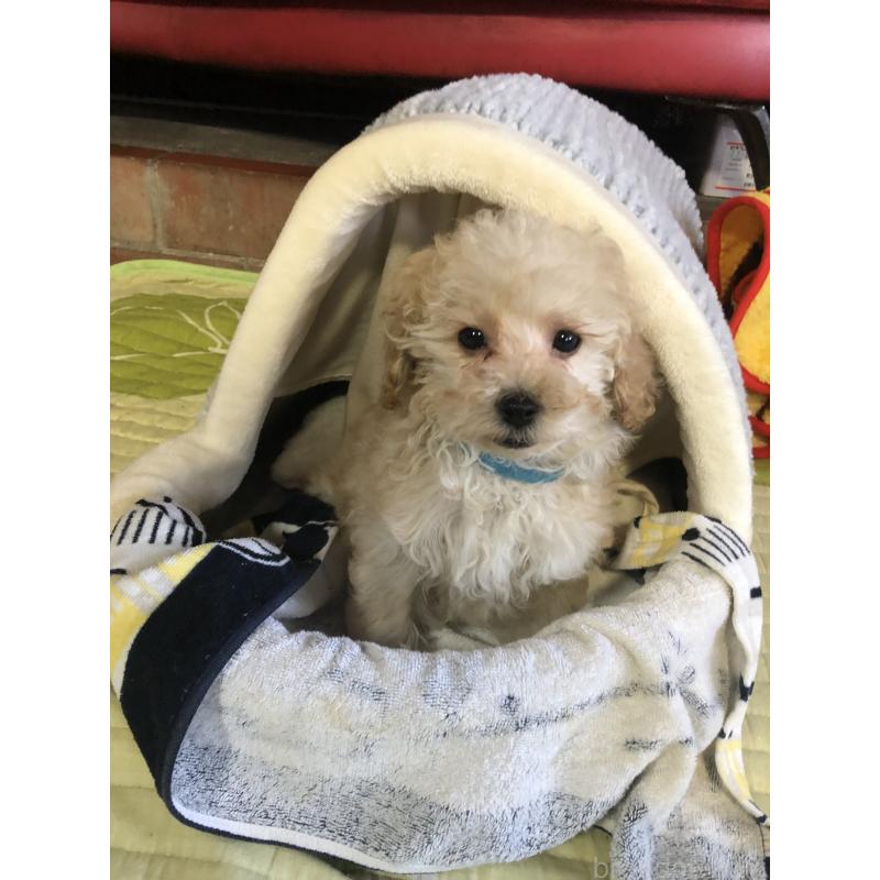 販売中の兵庫県のトイプードル-437676の15枚目