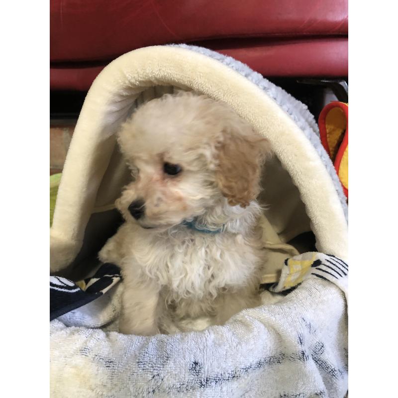 販売中の兵庫県のトイプードル-437676の14枚目