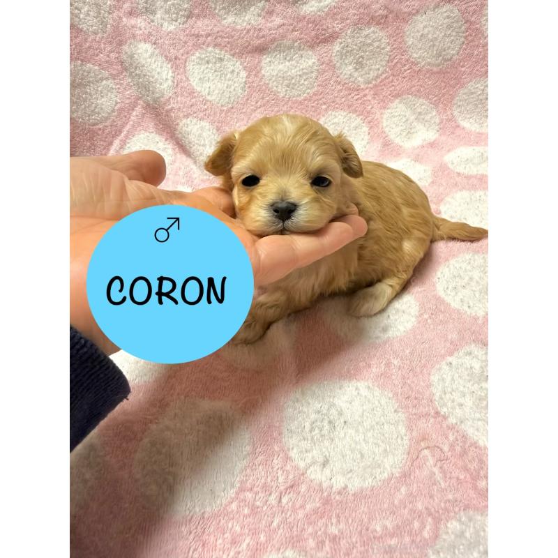 販売中の山形県のミックス犬-437675の4枚目