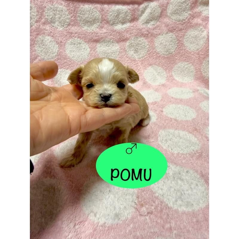 販売中の山形県のミックス犬-437675の3枚目