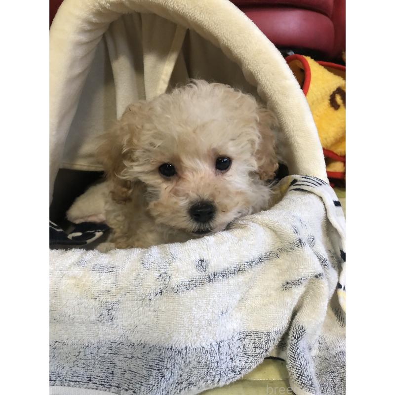 販売中の兵庫県のトイプードル-437676の13枚目