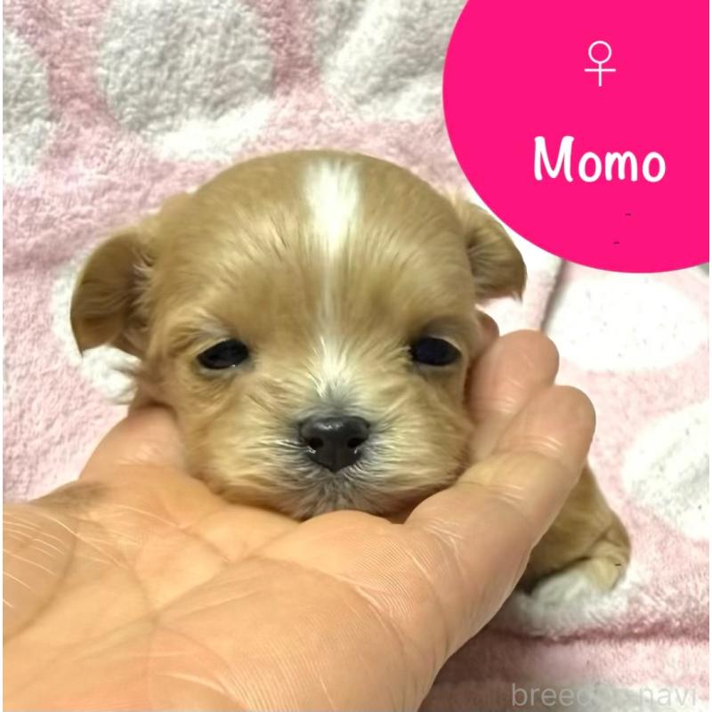 販売中の山形県のミックス犬-437675の2枚目