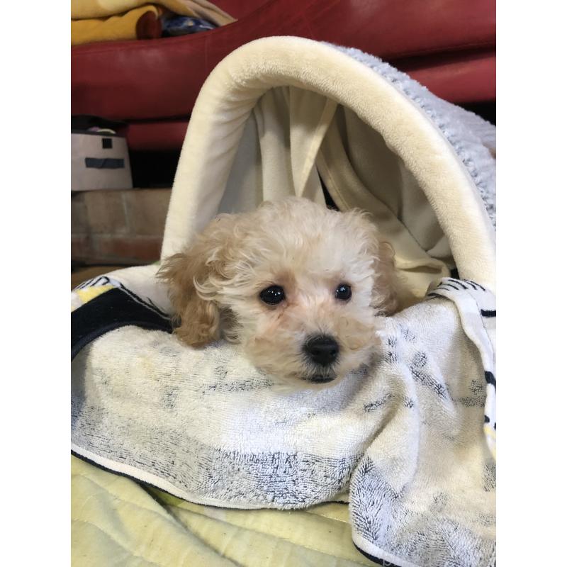 販売中の兵庫県のトイプードル-437676の12枚目