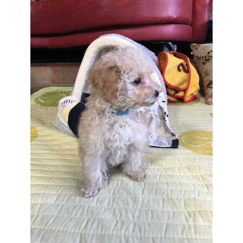 販売中の兵庫県のトイプードル-437676の11枚目