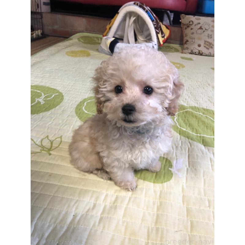 販売中の兵庫県のトイプードル-437676の10枚目