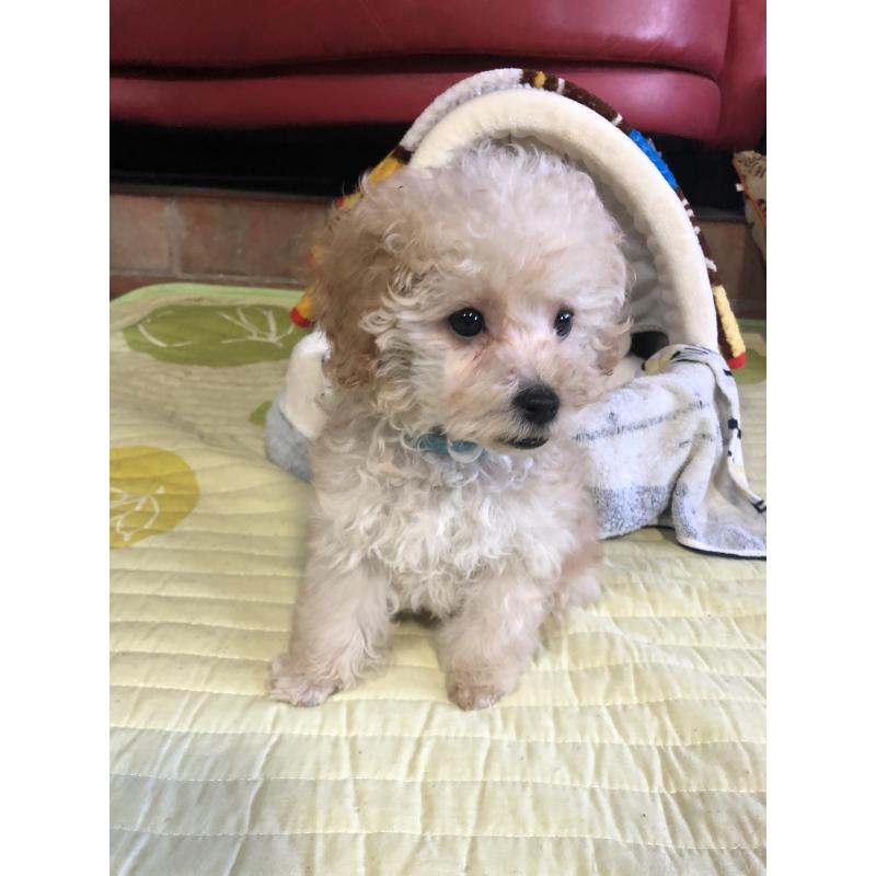 販売中の兵庫県のトイプードル-437676の9枚目