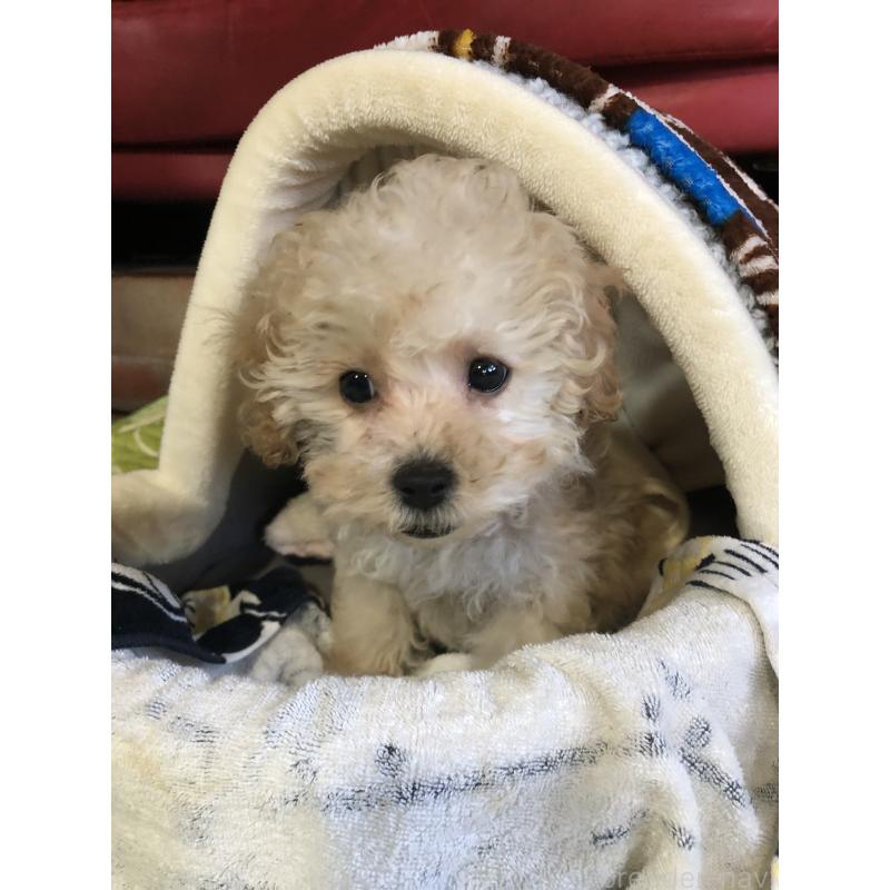 販売中の兵庫県のトイプードル-437676の8枚目