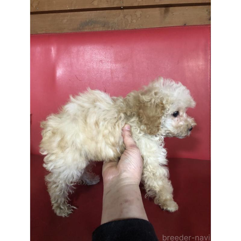 販売中の兵庫県のトイプードル-437676の7枚目