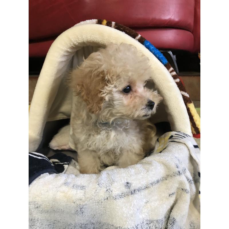 販売中の兵庫県のトイプードル-437676の6枚目