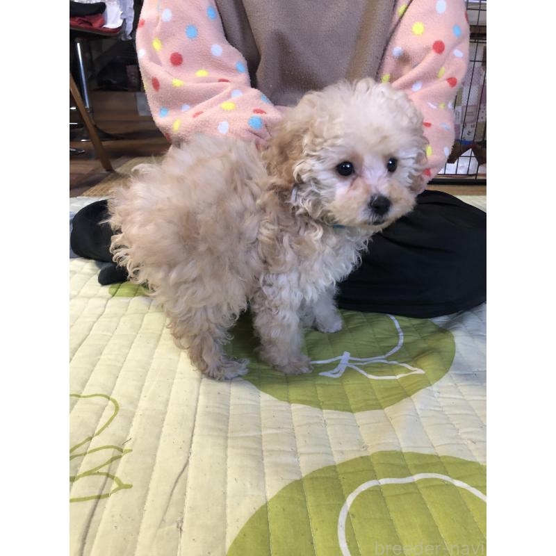 販売中の兵庫県のトイプードル-437676の5枚目