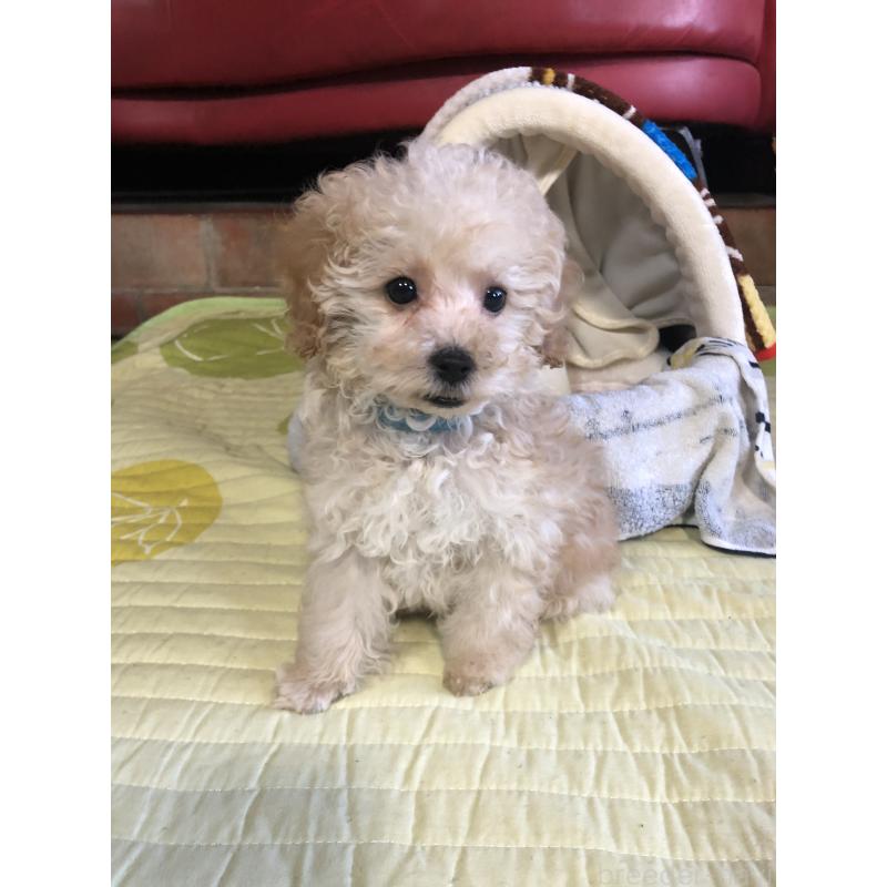 販売中の兵庫県のトイプードル-437676の3枚目