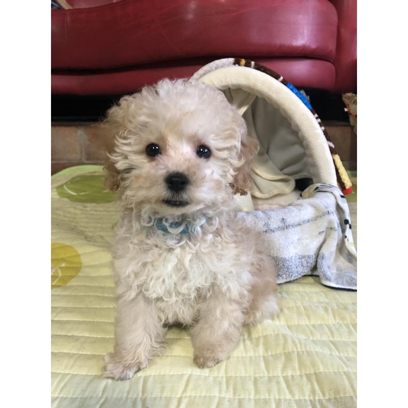 販売中の兵庫県のトイプードル-437676の2枚目