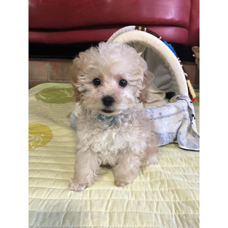 販売中の兵庫県のトイプードル-437676の1枚目