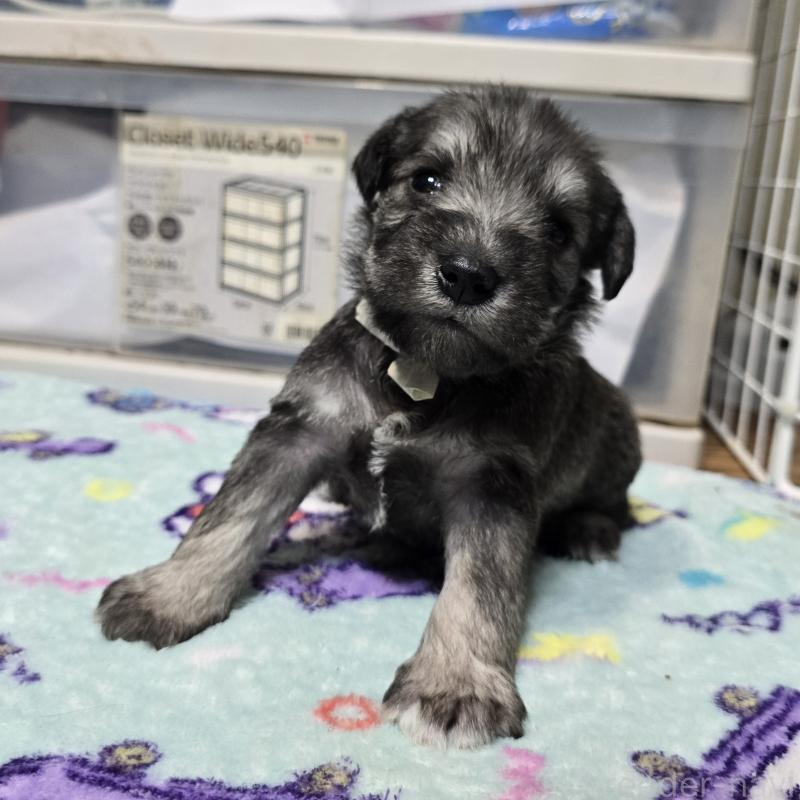 成約済の岡山県のミニチュアシュナウザー-436740の13枚目