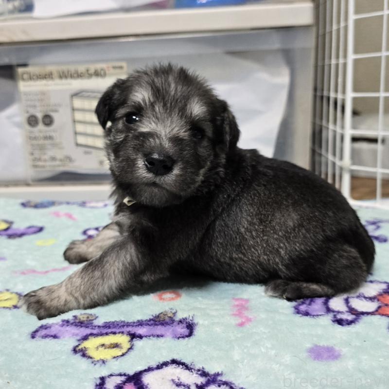 成約済の岡山県のミニチュアシュナウザー-436740の12枚目