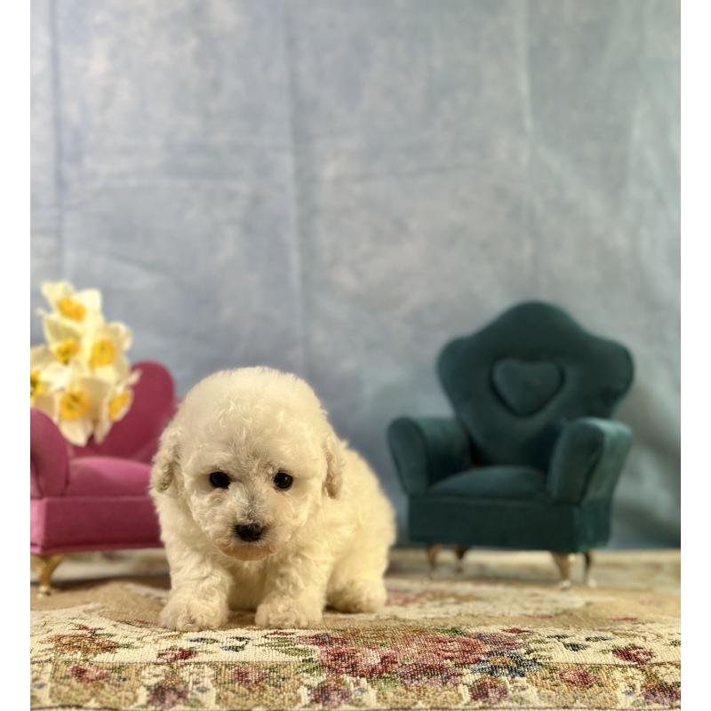 販売中の京都府のトイプードル-437416の10枚目