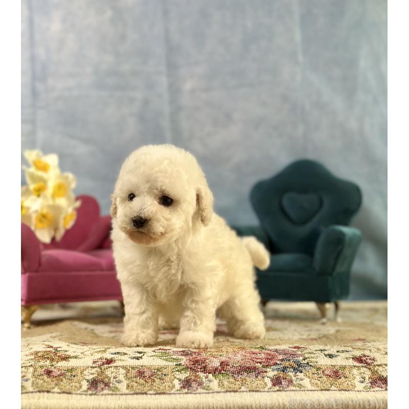 販売中の京都府のトイプードル-437416の9枚目