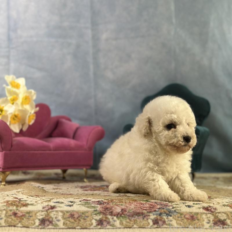 販売中の京都府のトイプードル-437416の8枚目