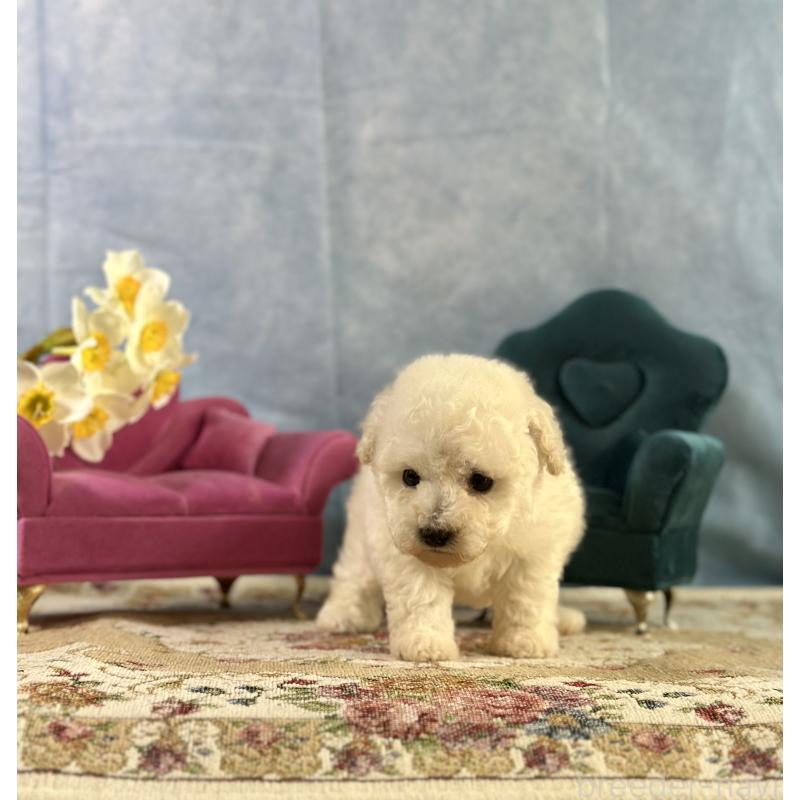 販売中の京都府のトイプードル-437416の7枚目