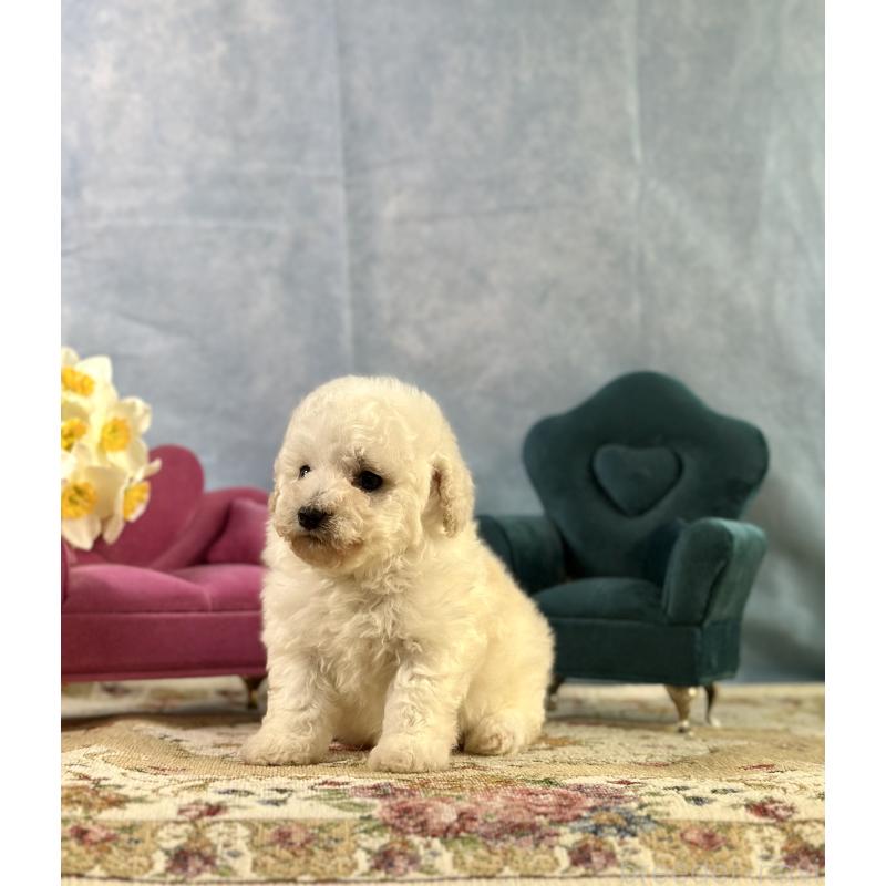 販売中の京都府のトイプードル-437416の6枚目