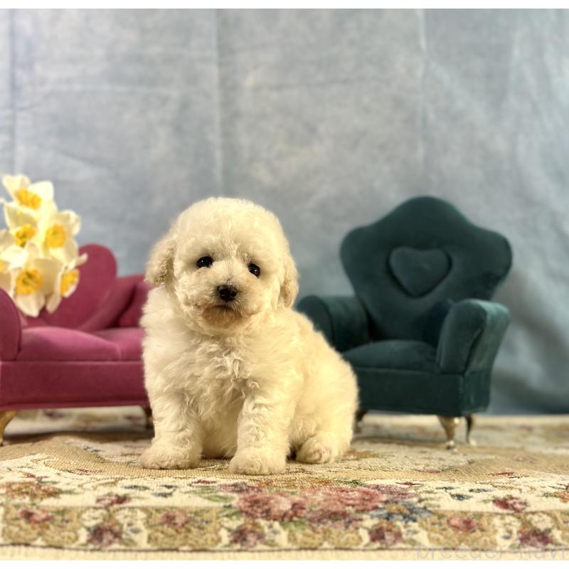 販売中の京都府のトイプードル-437416の5枚目