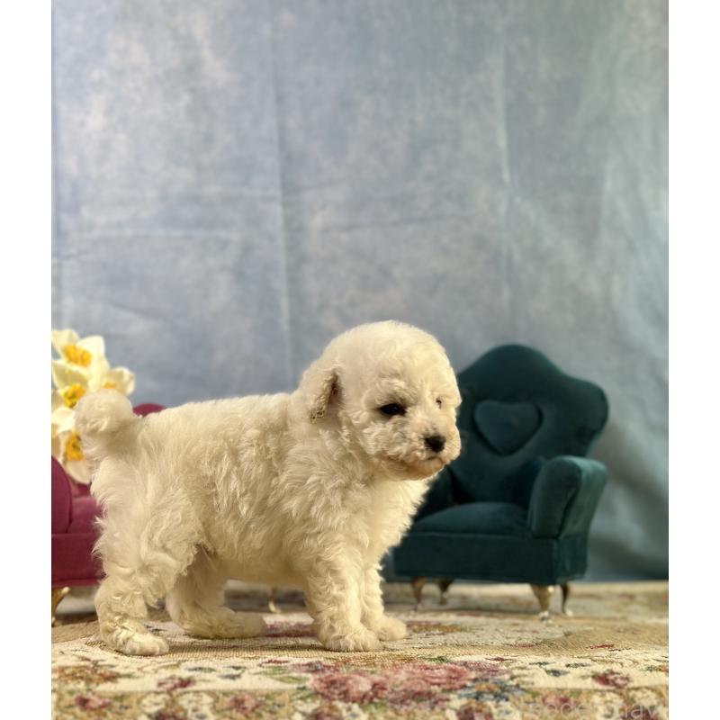 販売中の京都府のトイプードル-437416の3枚目