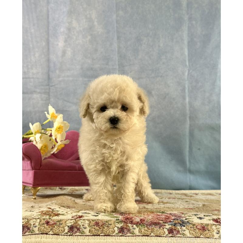販売中の京都府のトイプードル-437418の9枚目