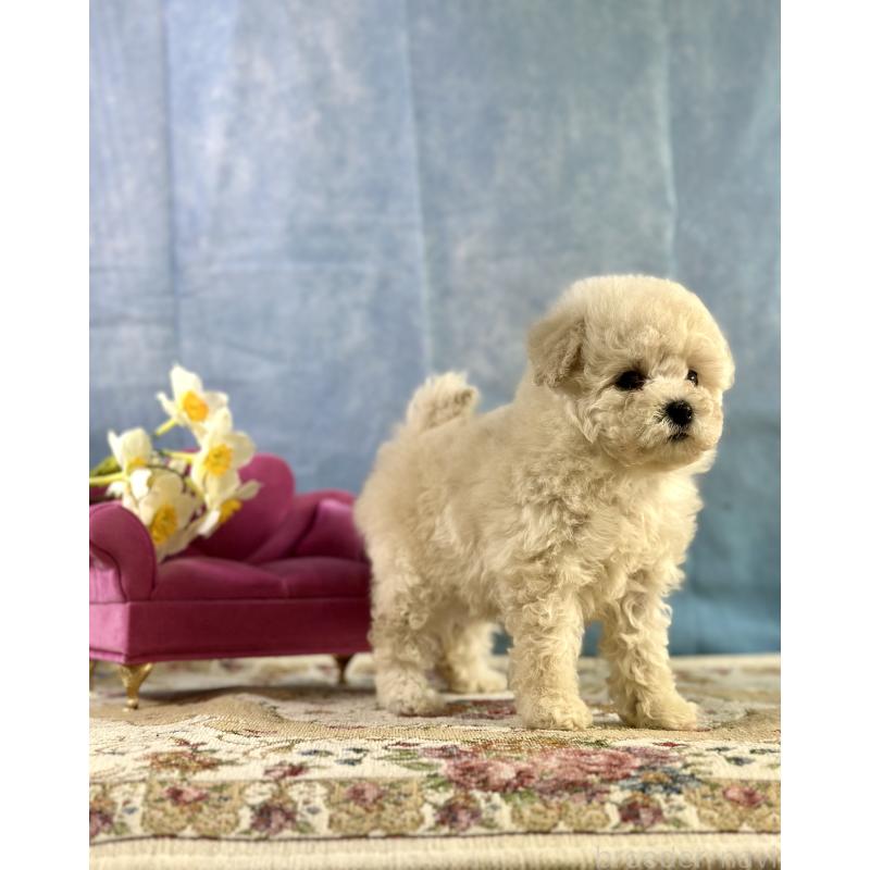 販売中の京都府のトイプードル-437418の8枚目