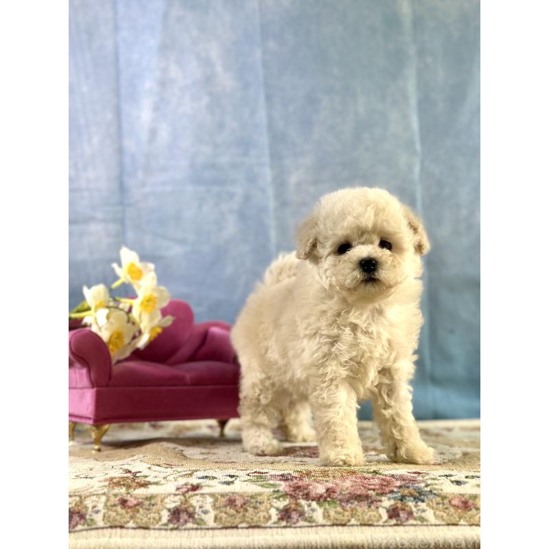 販売中の京都府のトイプードル-437418の7枚目