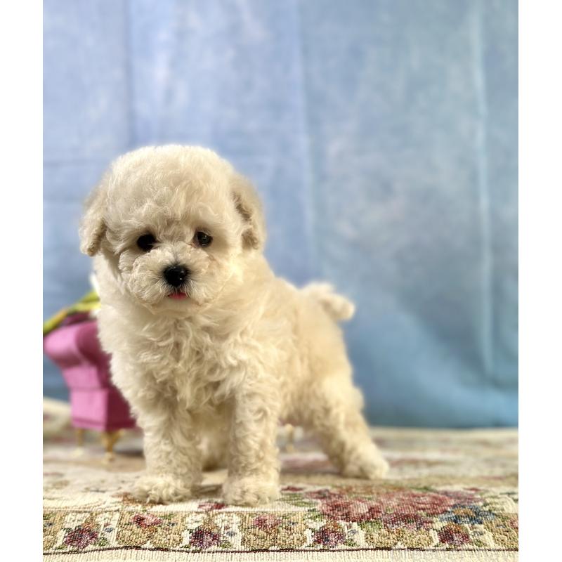 販売中の京都府のトイプードル-437418の6枚目