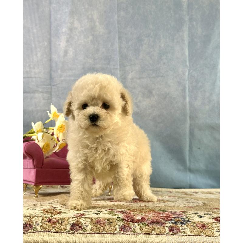 販売中の京都府のトイプードル-437418の5枚目