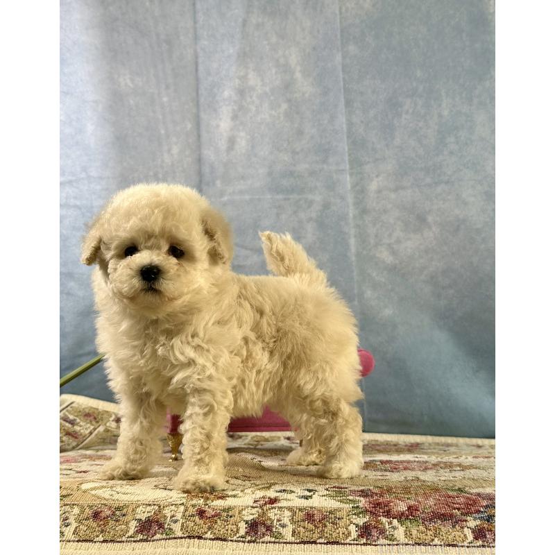 販売中の京都府のトイプードル-437418の4枚目