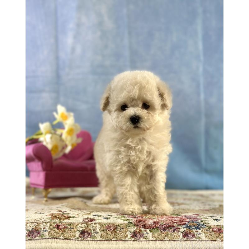 販売中の京都府のトイプードル-437418の3枚目