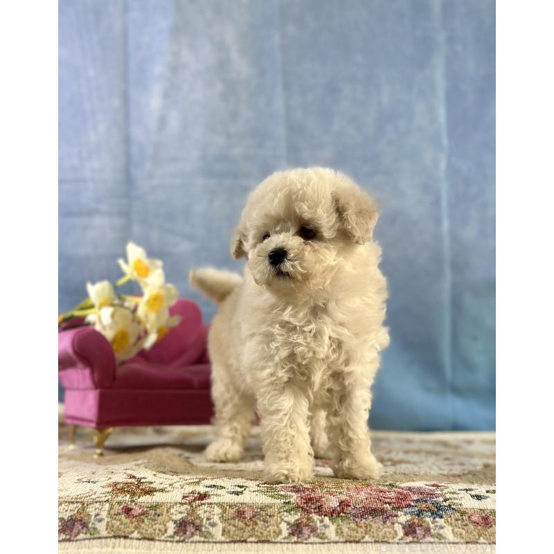 販売中の京都府のトイプードル-437418の2枚目