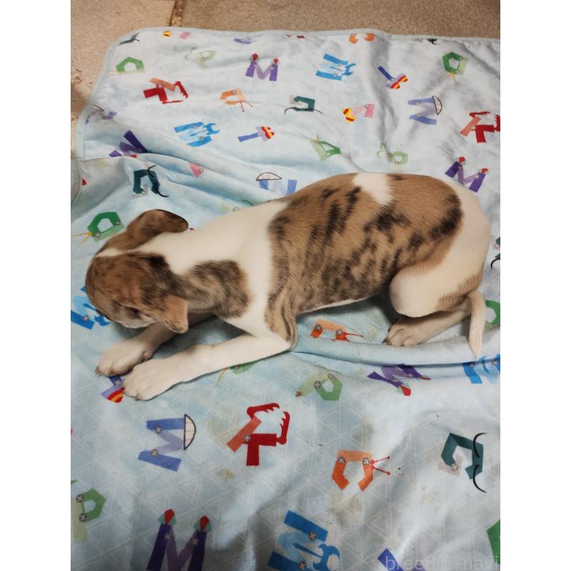 成約済の広島県のウィペット-427522の3枚目