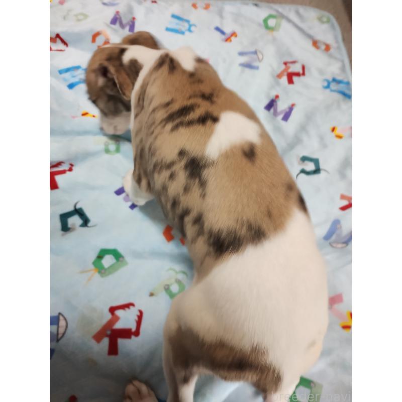 成約済の広島県のウィペット-427522の2枚目