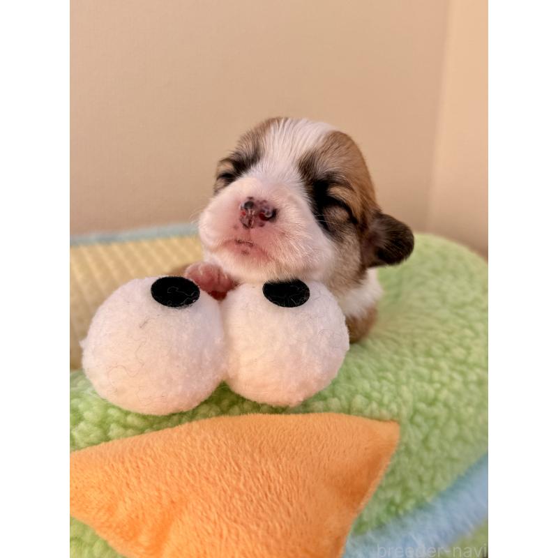 販売中の千葉県のウェルシュコーギーペンブローク-437679の6枚目