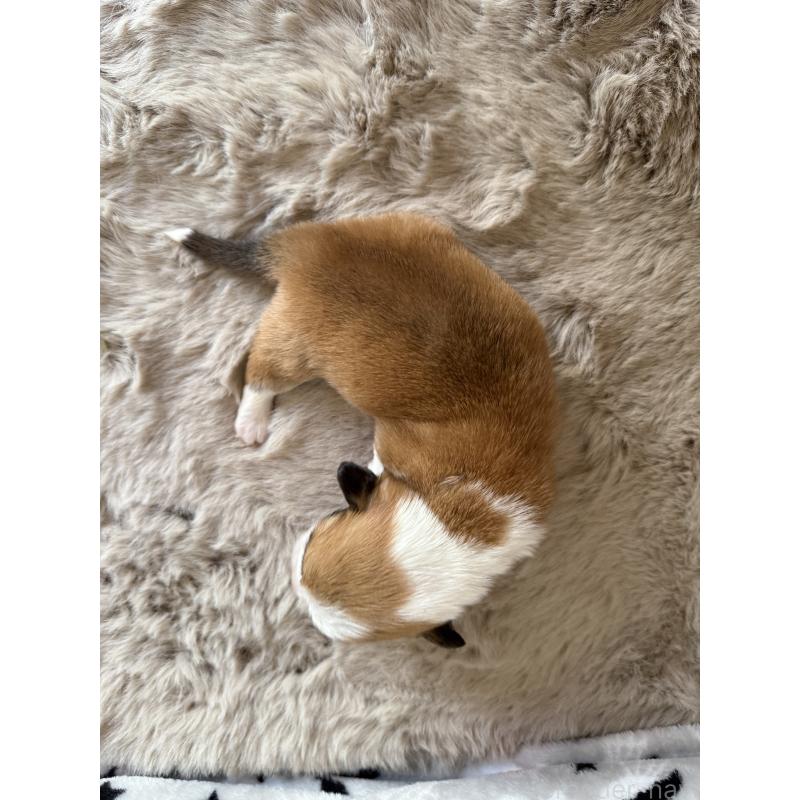 販売中の千葉県のウェルシュコーギーペンブローク-437679の4枚目