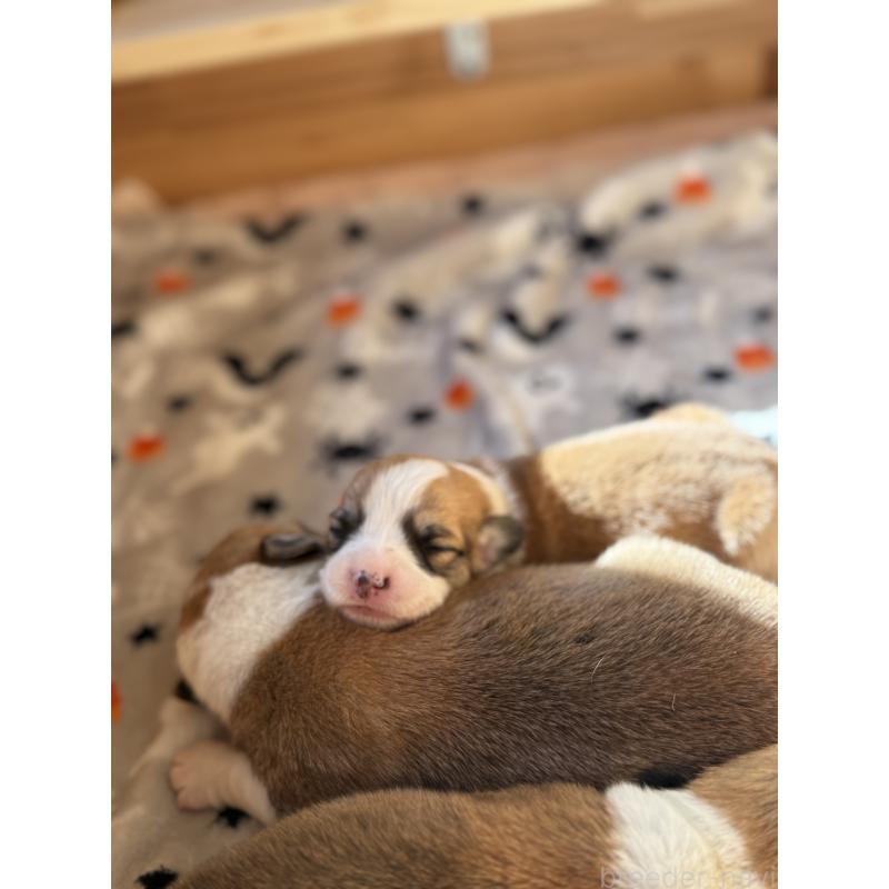 販売中の千葉県のウェルシュコーギーペンブローク-437679の3枚目