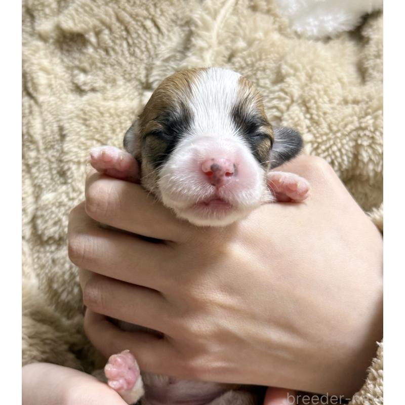 販売中の千葉県のウェルシュコーギーペンブローク-437679の2枚目