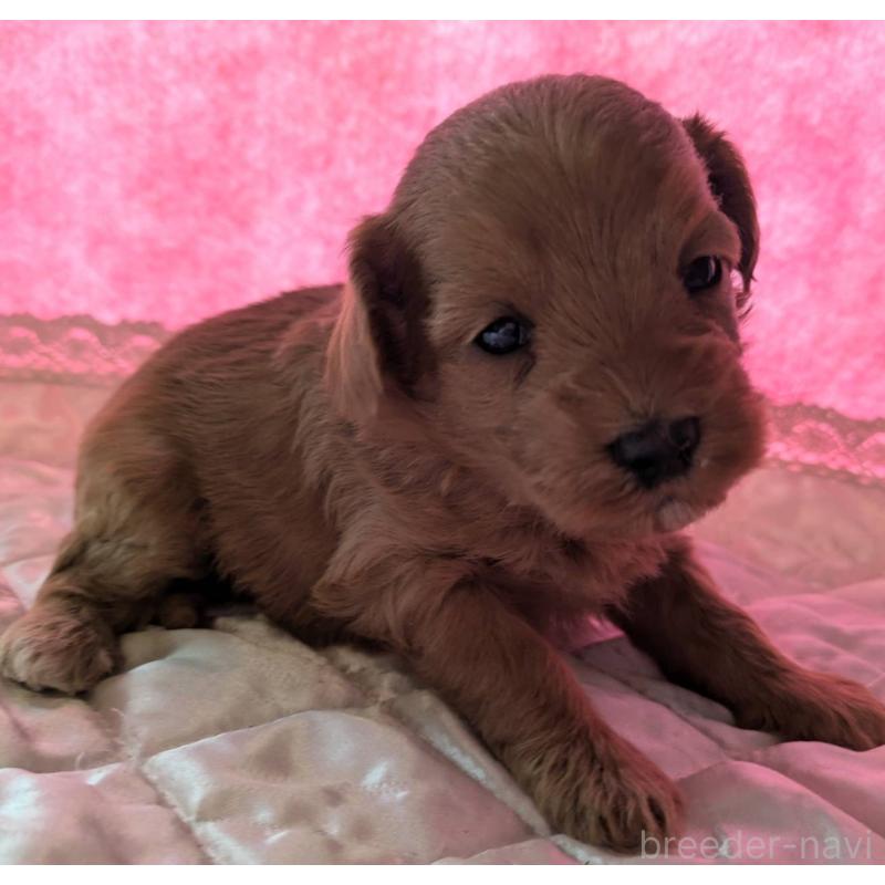 販売中の埼玉県のマルプー:マルチーズ×トイプードル-437682の8枚目