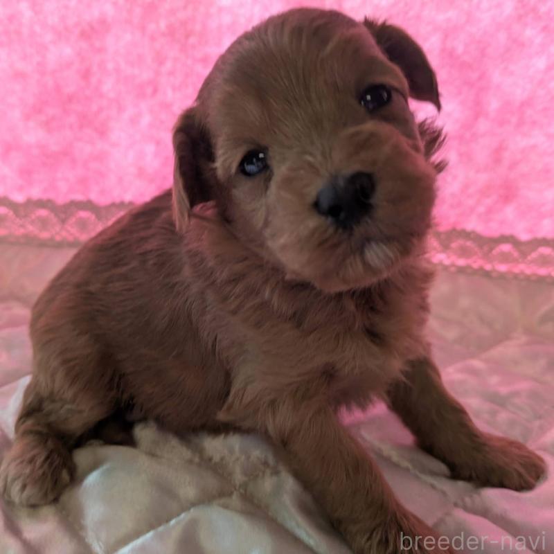 販売中の埼玉県のマルプー:マルチーズ×トイプードル-437682の7枚目