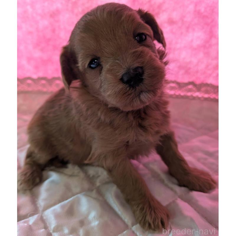 販売中の埼玉県のマルプー:マルチーズ×トイプードル-437682の6枚目