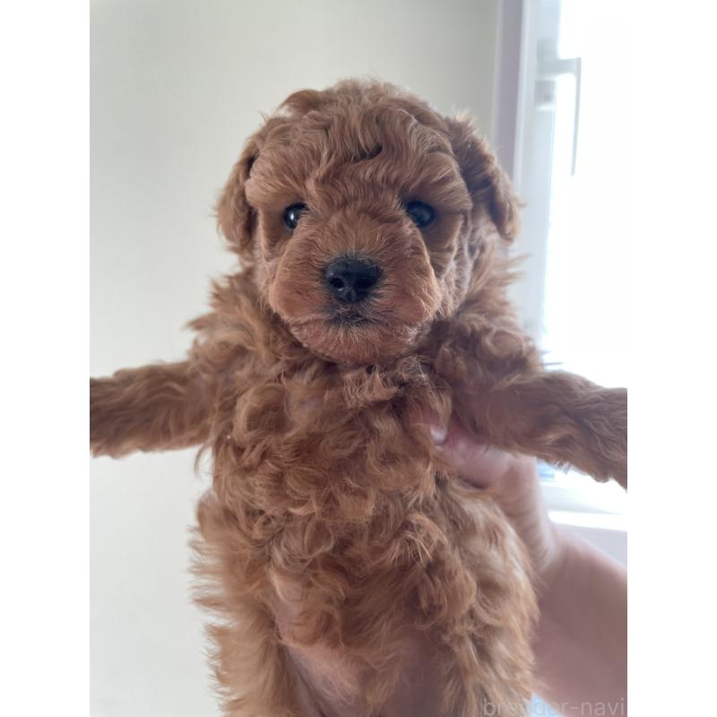 販売中の長崎県のトイプードル-437678の3枚目