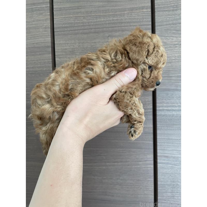 販売中の長崎県のトイプードル-437678の2枚目